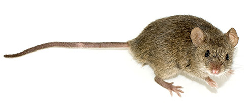 mouse